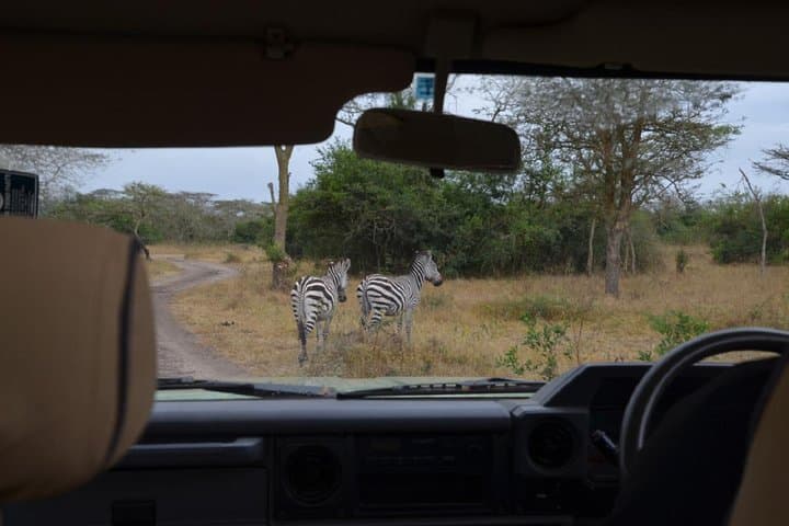 Uganda 10-Day Wildlife Gorilla Safari: Big Five, Gorillas & Lakes photo 3