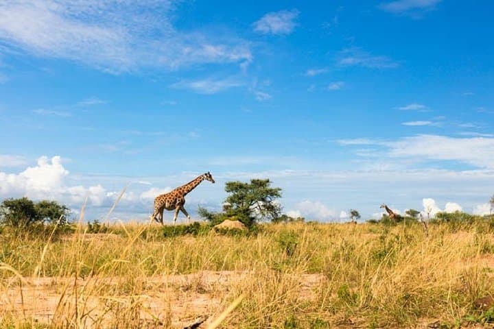 Uganda 10-Day Wildlife Gorilla Safari: Big Five, Gorillas & Lakes photo 6