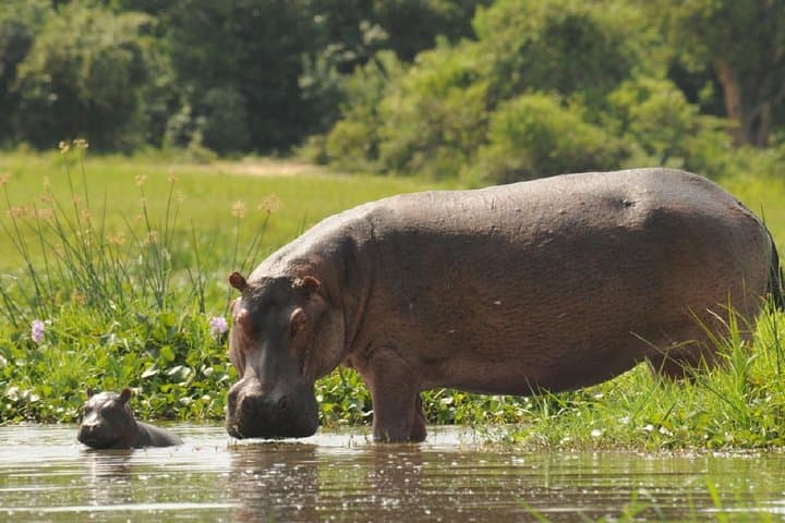 Uganda 10-Day Wildlife Gorilla Safari: Big Five, Gorillas & Lakes