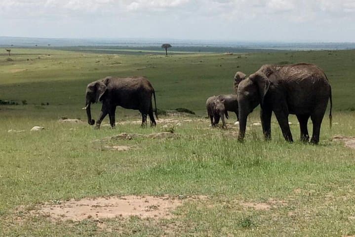 9-Day Kenya & Tanzania Budget Safari: Masai Mara, Serengeti & Ngorongoro photo 3