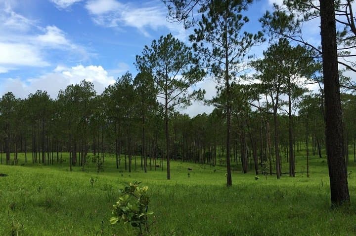 Kirirom National Park Day Tour from Phnom Penh — Pine Forests, Waterfalls & Lake Walks photo 4