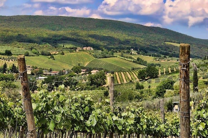 Chianti Eno-Excursion: Walking the Vineyards and Tasting Wines at Montefioralle photo 3