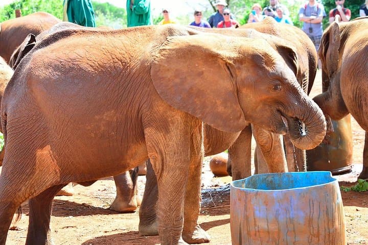 Nairobi Layover: Giraffe Center and David Sheldrick Elephant Orphanage Day Tour photo 4