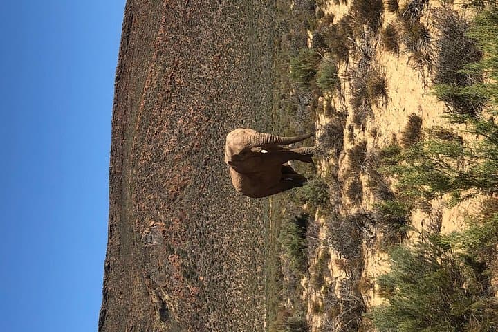Aquila Private Game Reserve Safari Day Trip from Cape Town photo 4