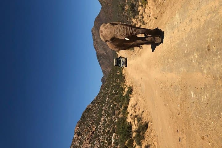Aquila Private Game Reserve Safari Day Trip from Cape Town photo 5
