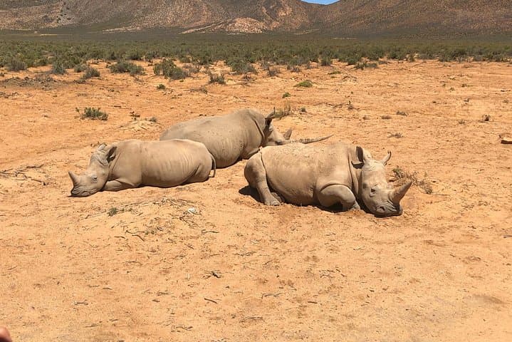 Aquila Private Game Reserve Safari Day Trip from Cape Town photo 6
