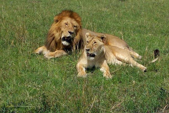 7-Day Great Migration Budget Safari — Masai Mara, Nakuru, Naivasha & Amboseli photo 3