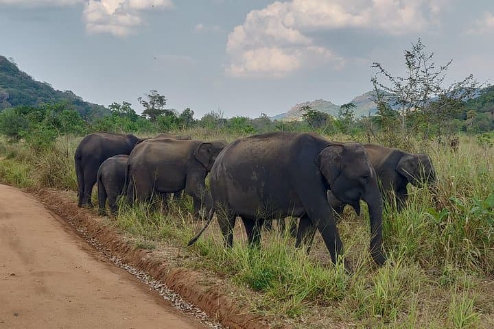 Hurulu Eco Park Safari: Wild Elephants & Birding from Habarana photo 4