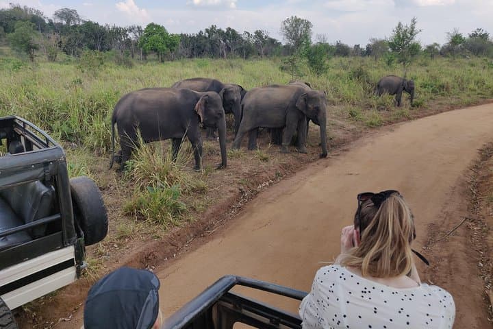 Hurulu Eco Park Safari: Wild Elephants & Birding from Habarana photo 1