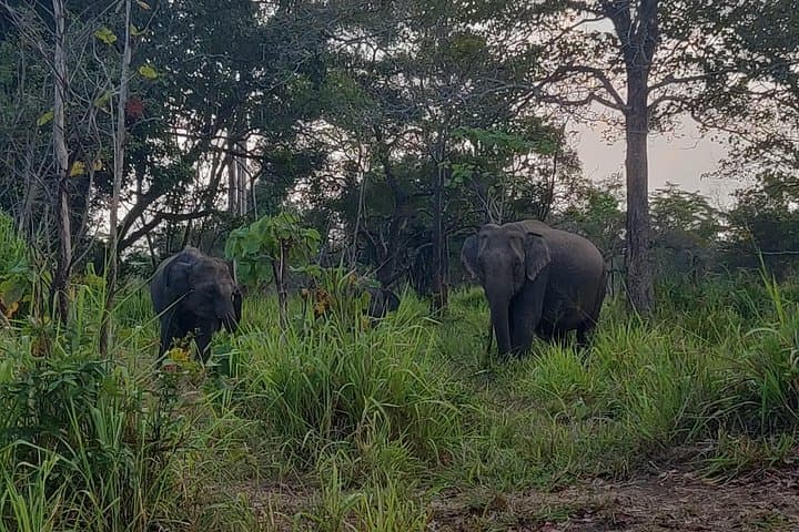 Hurulu Eco Park Safari: Wild Elephants & Birding from Habarana photo 2