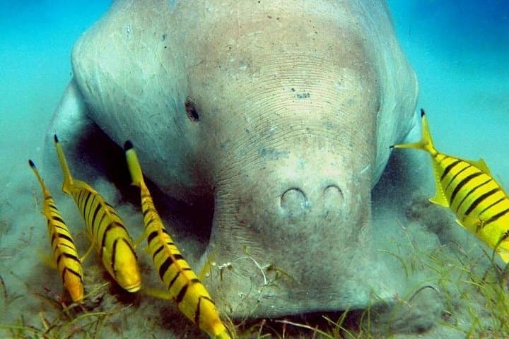 Abu Dabab Snorkeling — Swim with Turtles and Dugongs in Marsa Alam photo 3