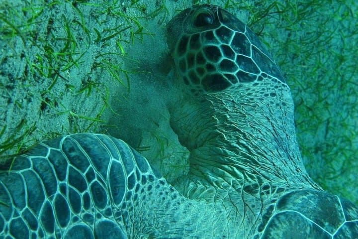 Abu Dabab Snorkeling — Swim with Turtles and Dugongs in Marsa Alam photo 4