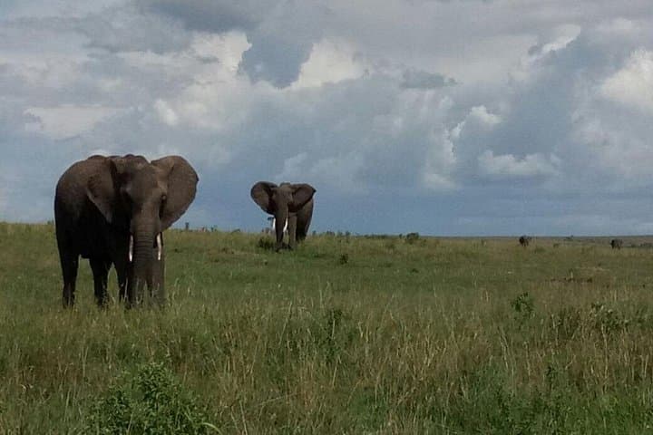 Budget 4-Day Maasai Mara and Lake Nakuru Safari photo 5