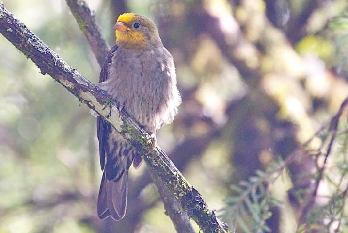 Bhutan Birding Tour: 16-Day Himalayan Birdwatching Expedition photo 3