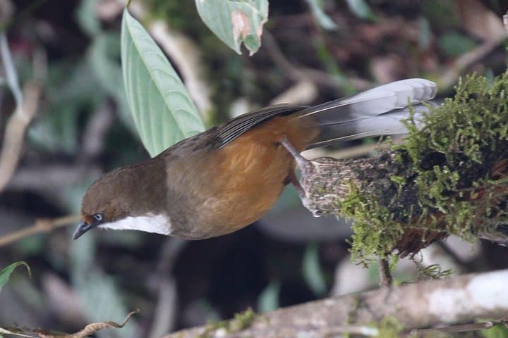 Bhutan Birding Tour: 16-Day Himalayan Birdwatching Expedition photo 4