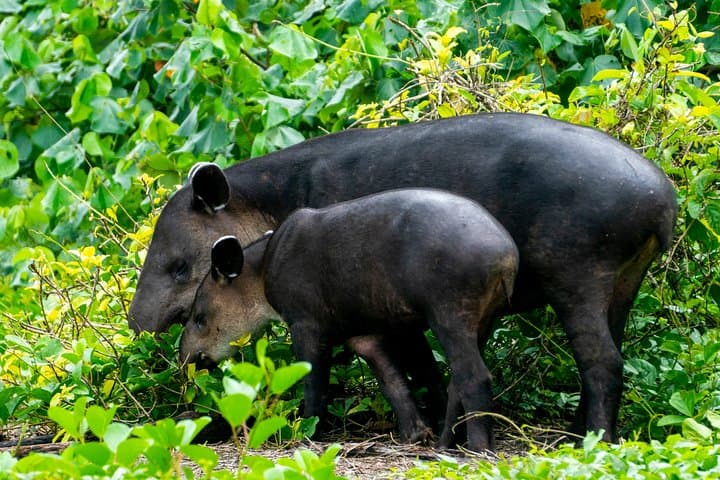2-Day Corcovado Trek: Sirena & San Pedrillo Rainforest Adventure photo 5