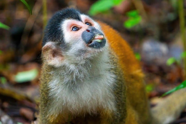 2-Day Corcovado Trek: Sirena & San Pedrillo Rainforest Adventure photo 6