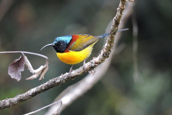 Bhutan Birding Tour: 16-Day Himalayan Birdwatching Expedition photo 5