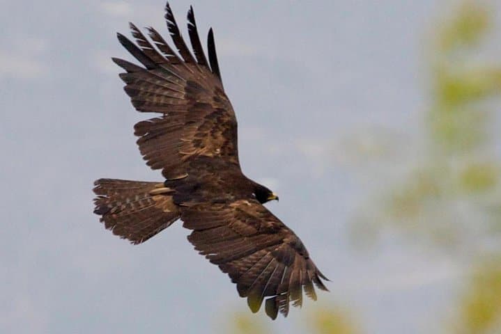 Bhutan Birding Tour: 16-Day Himalayan Birdwatching Expedition photo 6