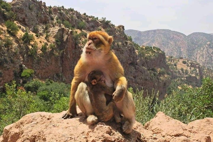 Ouzoud Waterfall Day Trip from Marrakech: Guide to the 110m Falls & Berber Valley photo 3