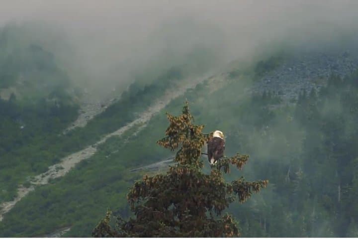 Voyageur Canoe Safari on Chilkoot Lake — Wildlife & Waterways from Haines photo 4
