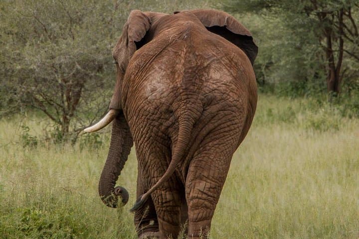 6-Day Northern Tanzania Safari: Tarangire, Serengeti & Ngorongoro Camping Safari photo 2
