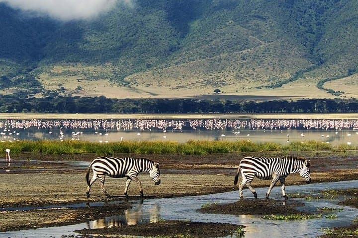 Ngorongoro Crater Day Trip: Full-Day Safari from Arusha