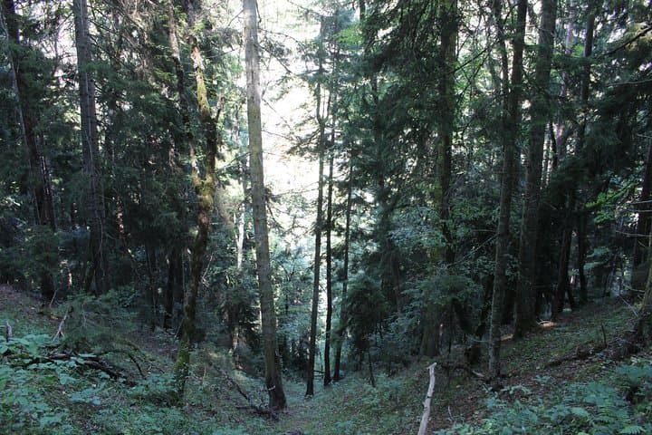 Borjomi National Park Day Hike with Qvevri Wine Tasting — From Tbilisi photo 5