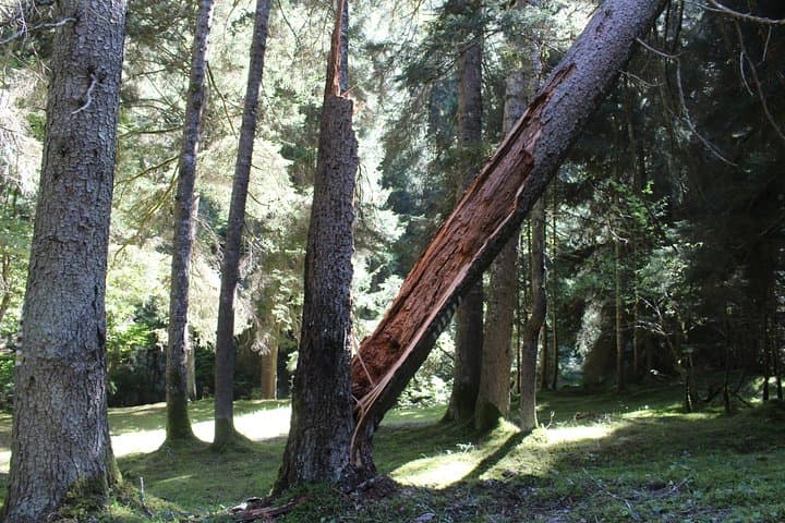Borjomi National Park Day Hike with Qvevri Wine Tasting — From Tbilisi