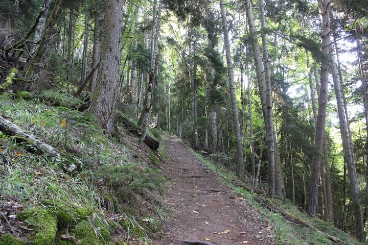 Borjomi National Park Day Hike with Qvevri Wine Tasting — From Tbilisi photo 6