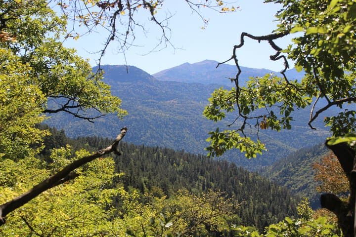 Borjomi National Park Day Hike with Qvevri Wine Tasting — From Tbilisi photo 3