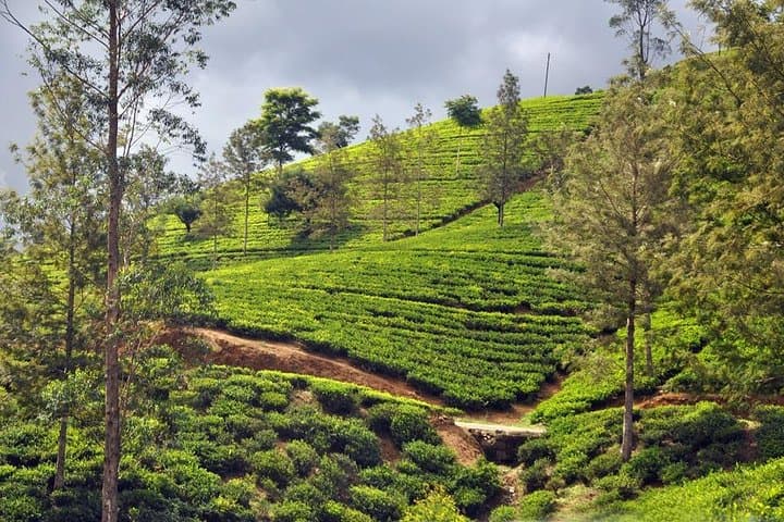 Kandy to Nuwara Eliya Tea Highlands Day Trip — Tea Plantations & Waterfalls photo 2