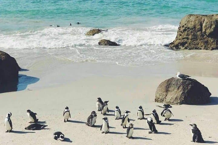 Private Cape Peninsula Highlights: Chapman's Peak, Cape Point & Boulders Beach Day Tour photo 4