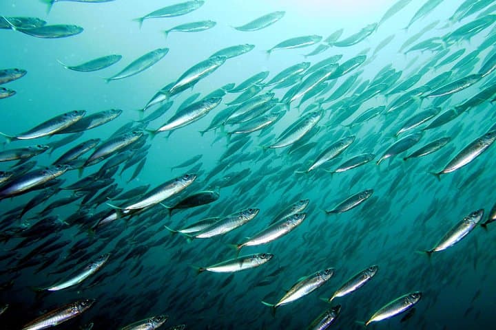 Introductory Scuba Dive in the Lisbon Region — Try Diving in Setúbal District photo 4