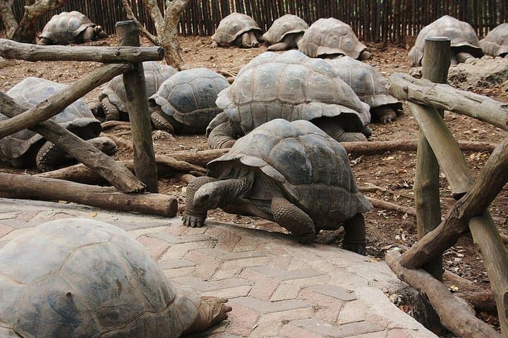 Prison Island (Changuu) Half-Day Tour from Zanzibar — Tortoises, Snorkel & History photo 4