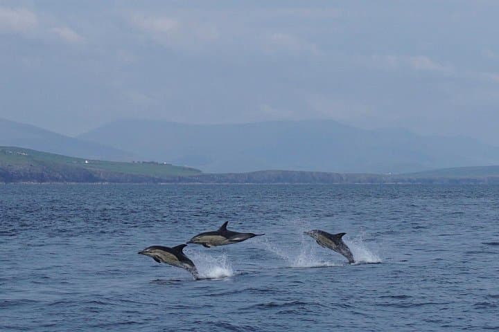 RIB Speedboat Safari to the Blasket Islands — Dingle Boat Tours photo 3