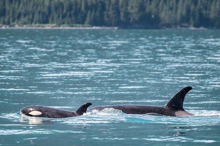 Kenai Fjords Orca Quest Cruise — Seward Orca-Watching in Resurrection Bay photo 6