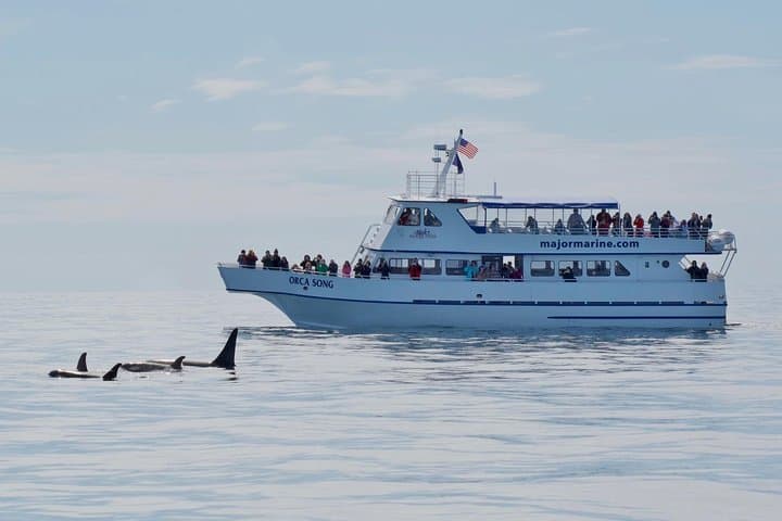 Kenai Fjords Orca Quest Cruise — Seward Orca-Watching in Resurrection Bay photo 2