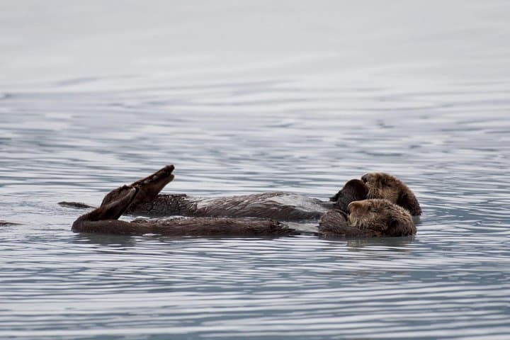 Kenai Fjords Orca Quest Cruise — Seward Orca-Watching in Resurrection Bay photo 4