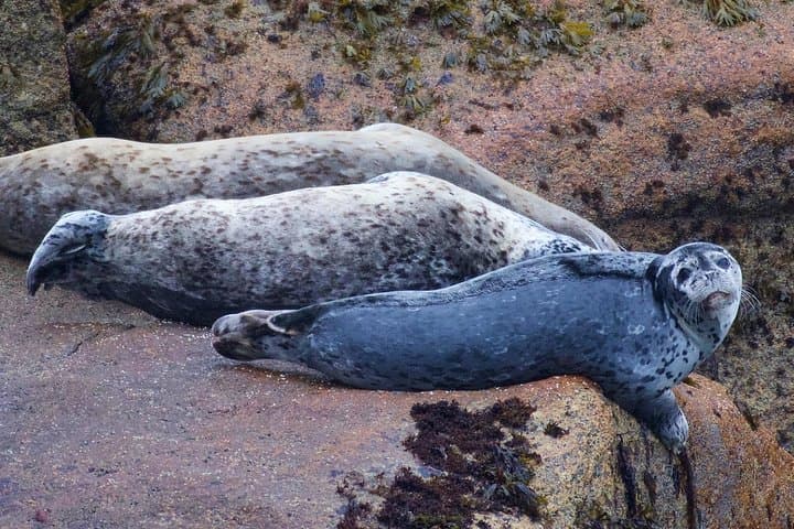 Kenai Fjords & Resurrection Bay Half-Day Wildlife Cruise from Seward photo 3