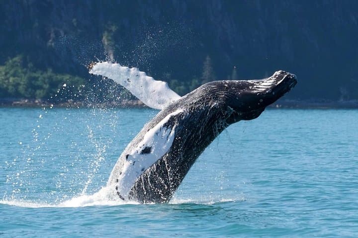Kenai Fjords & Resurrection Bay Half-Day Wildlife Cruise from Seward