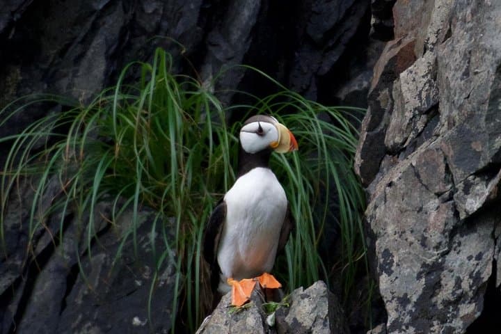 Kenai Fjords & Resurrection Bay Half-Day Wildlife Cruise from Seward photo 4