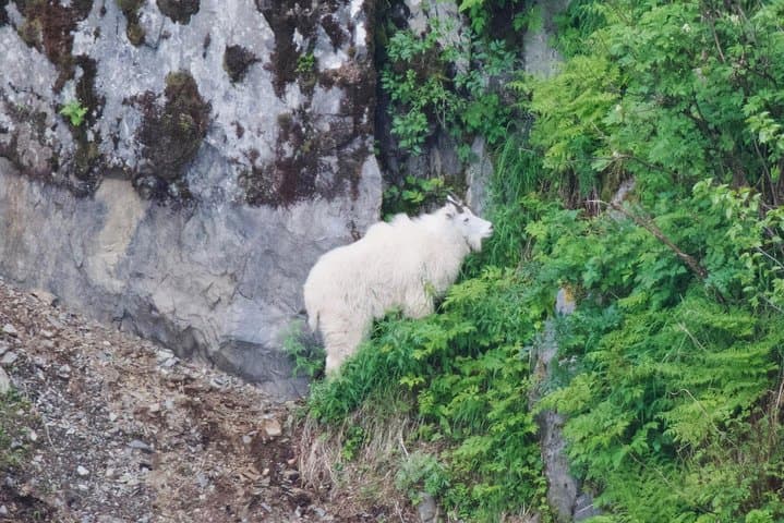 Kenai Fjords & Resurrection Bay Half-Day Wildlife Cruise from Seward photo 5
