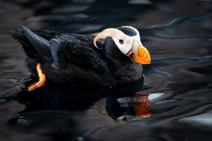 Kenai Fjords & Resurrection Bay Half-Day Wildlife Cruise from Seward photo 6
