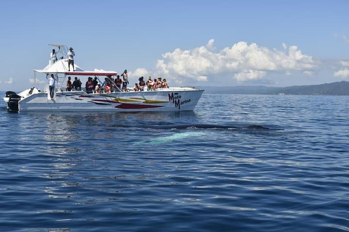Full-day whale watching and Cayo Levantado (Bacardi Island) from Santo Domingo photo 2