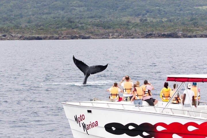 Full-day whale watching and Cayo Levantado (Bacardi Island) from Santo Domingo photo 3