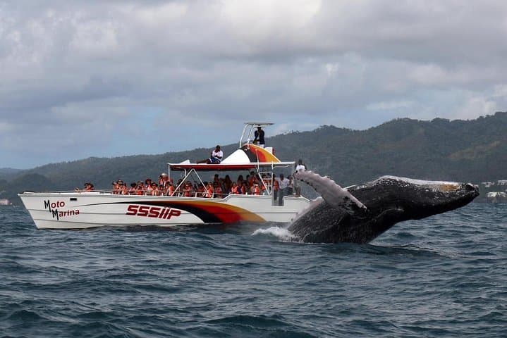 Full-day whale watching and Cayo Levantado (Bacardi Island) from Santo Domingo