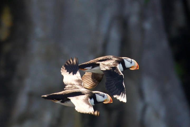 Kenai Fjords Glacier & Wildlife Cruise from Seward — Aialik & Holgate Views photo 4