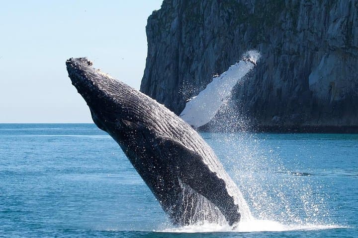 Kenai Fjords Glacier & Wildlife Cruise from Seward — Aialik & Holgate Views photo 2