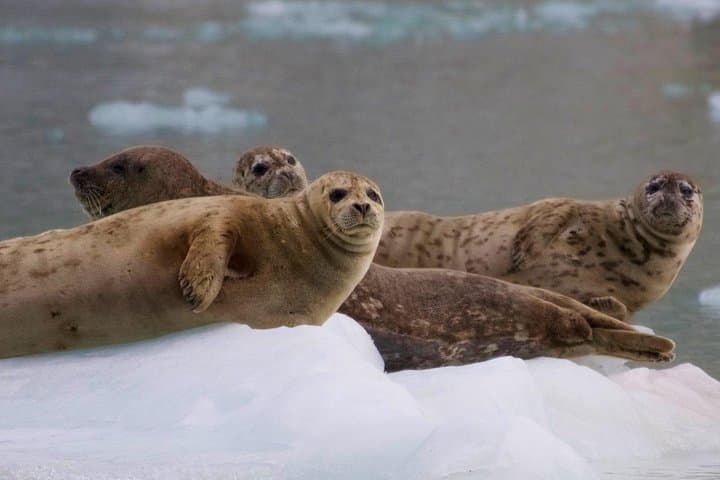 Kenai Fjords Glacier & Wildlife Cruise from Seward — Aialik & Holgate Views photo 5